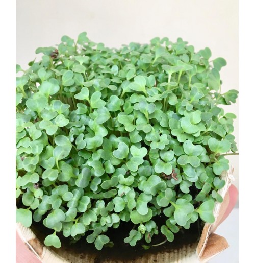 Micro Greens - Mustard  (live plant - cut and use)